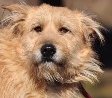 SUNSHINEY45, Hund, Mischlingshund in Slowakische Republik - Bild 23
