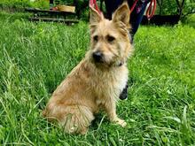 SUNSHINEY45, Hund, Mischlingshund in Slowakische Republik - Bild 7