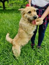 SUNSHINEY45, Hund, Mischlingshund in Slowakische Republik - Bild 9