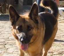 KIRA, Hund, Deutscher Schäferhund-Mix in Spanien - Bild 1