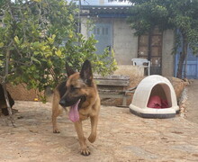 KIRA, Hund, Deutscher Schäferhund-Mix in Spanien - Bild 18