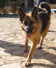 KIRA, Hund, Deutscher Schäferhund-Mix in Spanien - Bild 2