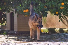 KIRA, Hund, Deutscher Schäferhund-Mix in Spanien - Bild 21