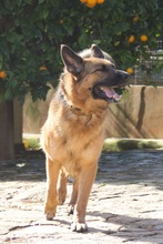KIRA, Hund, Deutscher Schäferhund-Mix in Spanien - Bild 22