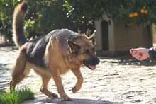 KIRA, Hund, Deutscher Schäferhund-Mix in Spanien - Bild 9