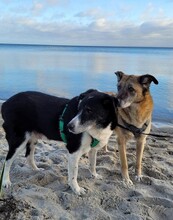 JANEK, Hund, Mischlingshund in Daldorf - Bild 5