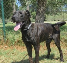 OSEZNO, Hund, Mischlingshund in Spanien - Bild 1