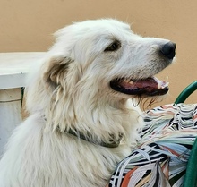CESARE, Hund, Maremma Abruzzenhund in Italien - Bild 1