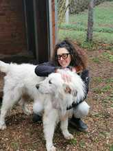CESARE, Hund, Maremma Abruzzenhund in Italien - Bild 10