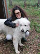CESARE, Hund, Maremma Abruzzenhund in Italien - Bild 11