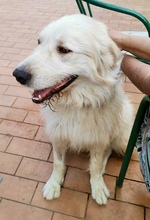 CESARE, Hund, Maremma Abruzzenhund in Italien - Bild 4