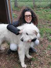 CESARE, Hund, Maremma Abruzzenhund in Italien - Bild 9