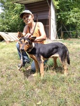 BRUNO4, Hund, Mischlingshund in Ungarn - Bild 1