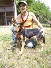 BRUNO4, Hund, Mischlingshund in Ungarn - Bild 3