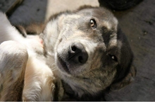 WILLY, Hund, Mischlingshund in Kropp - Bild 4