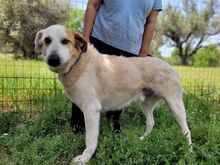 HUG, Hund, Mischlingshund in Griechenland - Bild 10