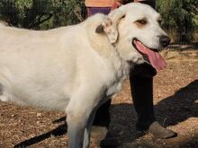 HUG, Hund, Mischlingshund in Griechenland - Bild 14