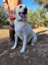 HUG, Hund, Mischlingshund in Griechenland - Bild 15