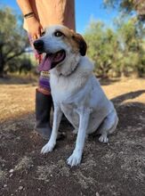 HUG, Hund, Mischlingshund in Griechenland - Bild 18