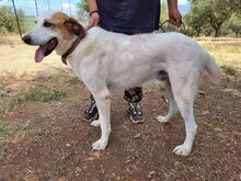 HUG, Hund, Mischlingshund in Griechenland - Bild 4