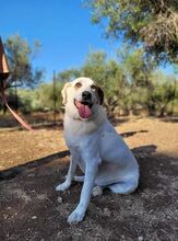 HUG, Hund, Mischlingshund in Griechenland - Bild 6