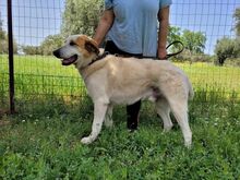 HUG, Hund, Mischlingshund in Griechenland - Bild 8