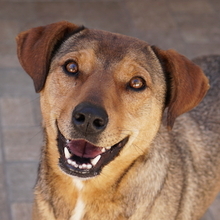 ANNA, Hund, Mischlingshund in Griechenland - Bild 1