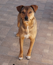 ANNA, Hund, Mischlingshund in Griechenland - Bild 10