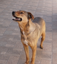 ANNA, Hund, Mischlingshund in Griechenland - Bild 11