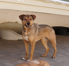 ANNA, Hund, Mischlingshund in Griechenland - Bild 13