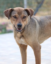 ANNA, Hund, Mischlingshund in Griechenland - Bild 14