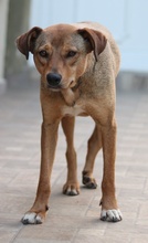 ANNA, Hund, Mischlingshund in Griechenland - Bild 15