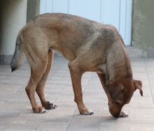 ANNA, Hund, Mischlingshund in Griechenland - Bild 17