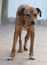 ANNA, Hund, Mischlingshund in Griechenland - Bild 18
