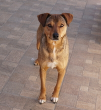 ANNA, Hund, Mischlingshund in Griechenland - Bild 2