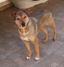 ANNA, Hund, Mischlingshund in Griechenland - Bild 5