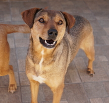 ANNA, Hund, Mischlingshund in Griechenland - Bild 7