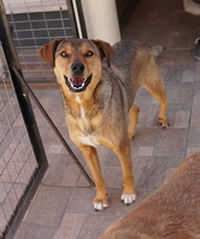 ANNA, Hund, Mischlingshund in Griechenland - Bild 9