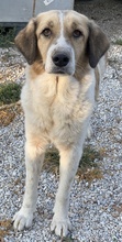 CLEMENTINI, Hund, Mischlingshund in Griechenland - Bild 2