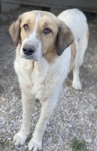 CLEMENTINI, Hund, Mischlingshund in Griechenland - Bild 3