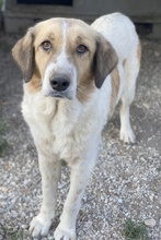 CLEMENTINI, Hund, Mischlingshund in Griechenland - Bild 4