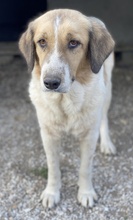 CLEMENTINI, Hund, Mischlingshund in Griechenland - Bild 5