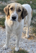 CLEMENTINI, Hund, Mischlingshund in Griechenland - Bild 6