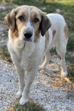 CLEMENTINI, Hund, Mischlingshund in Griechenland - Bild 7