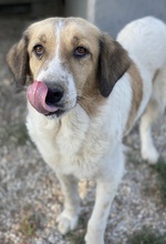 CLEMENTINI, Hund, Mischlingshund in Griechenland - Bild 8