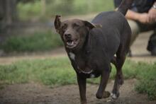 MESI, Hund, Mischlingshund in Ungarn - Bild 2