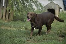 MESI, Hund, Mischlingshund in Ungarn - Bild 4