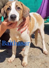 BALTHASAR, Hund, Mischlingshund in Rumänien - Bild 1