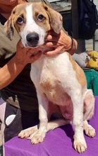 BALTHASAR, Hund, Mischlingshund in Rumänien - Bild 11