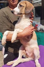 BALTHASAR, Hund, Mischlingshund in Rumänien - Bild 12